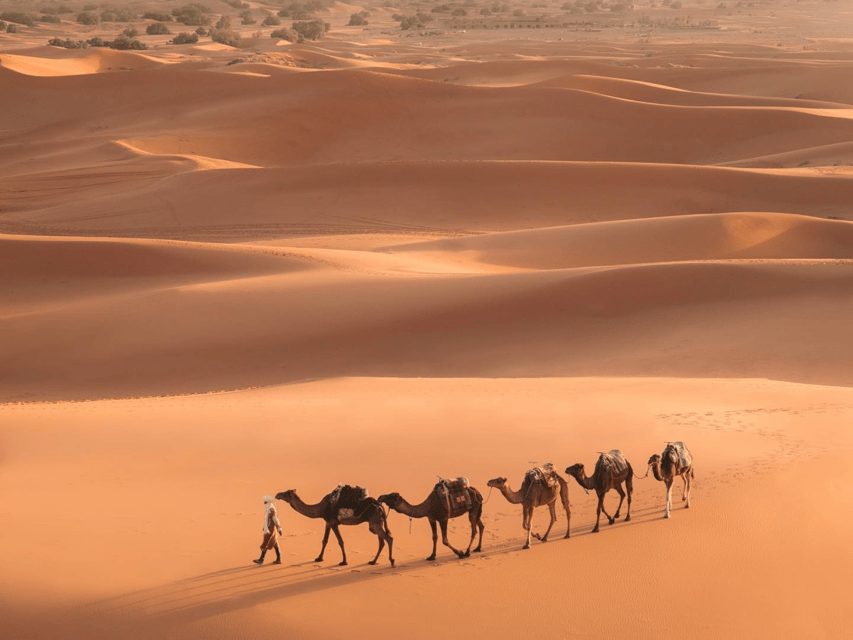 maroc planification dromadaire 